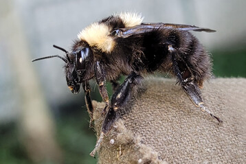 Tonerdhummel
