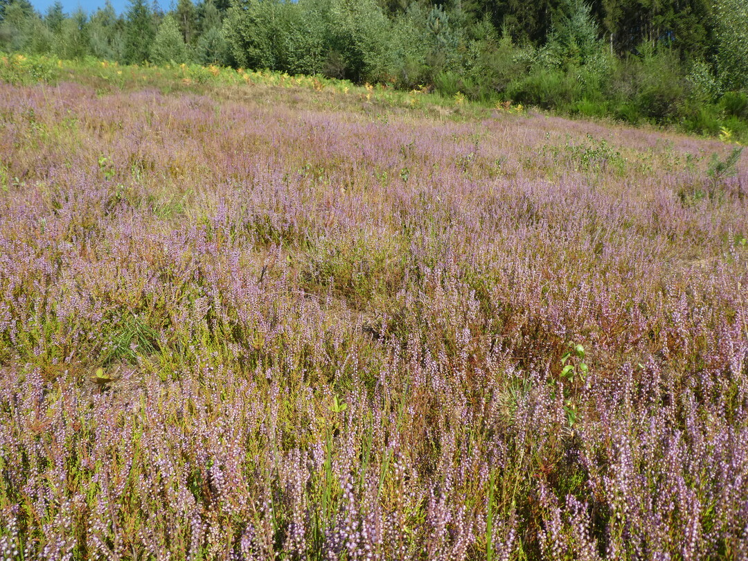 Detailansicht der renaturierten Calluna-Heide.