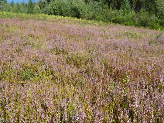 Detailansicht der renaturierten Calluna-Heide.