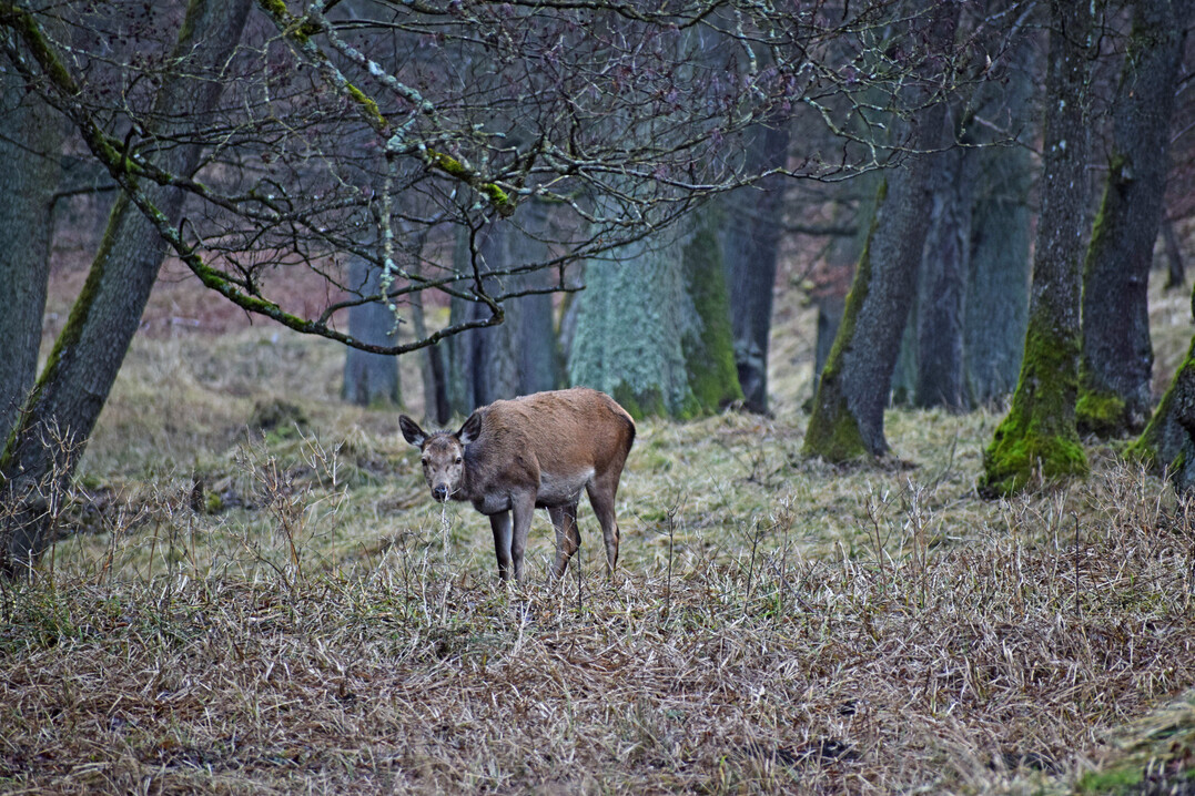 Hirschkuh beim Äsen