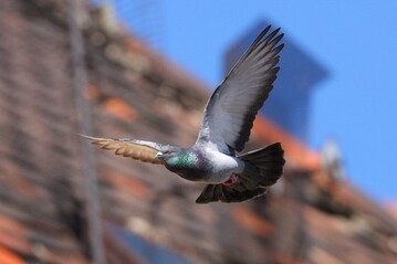 Die Stadttaube hat es zum ersten mal auf Platz eins der Vorwahl geschafft und konnte sich somit gegen mehr als 300 andere Vogelarten durchsetzen.