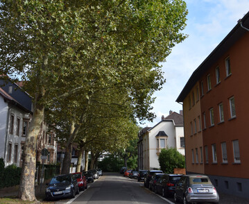 Bume im Straenraum
