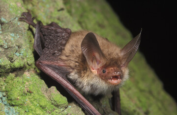 Bechsteinfledermaus