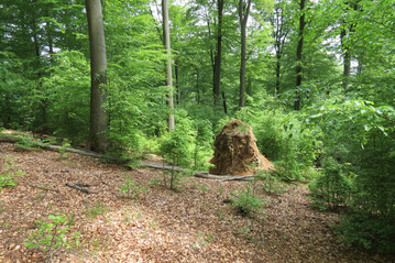 Baumsturzlcken tragen zur Struktur- und Artenvielfalt in Wldern bei.