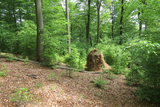 Baumsturzlcken tragen zur Struktur- und Artenvielfalt in Wldern bei.