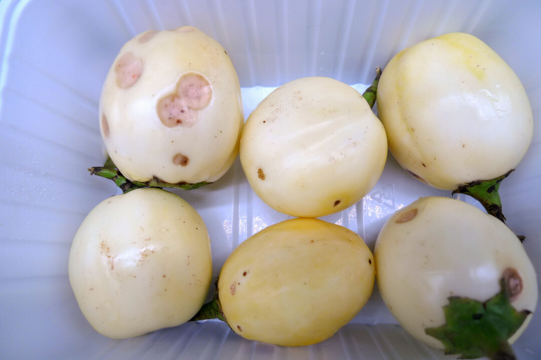 Durch
<i>Colletotrichum nymphaeae</i>
geschädigte Auberginen.