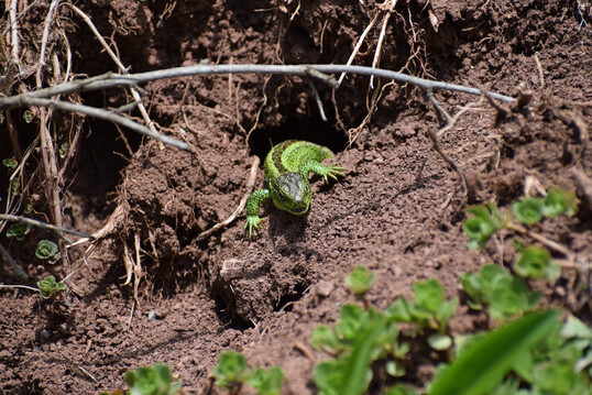 Boden ist wichtiger Lebensraum fr Millionen von Arten. Eine von ihnen ist die Zauneidechse (Lacerta agilis).