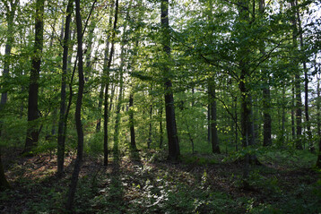 Wald in Baden-Wrttemberg
