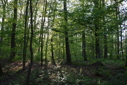 Wald in Baden-Wrttemberg