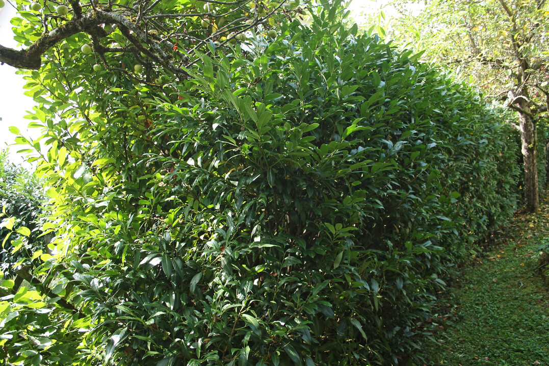 Kirschlorbeerhecke in einem Wohngebiet