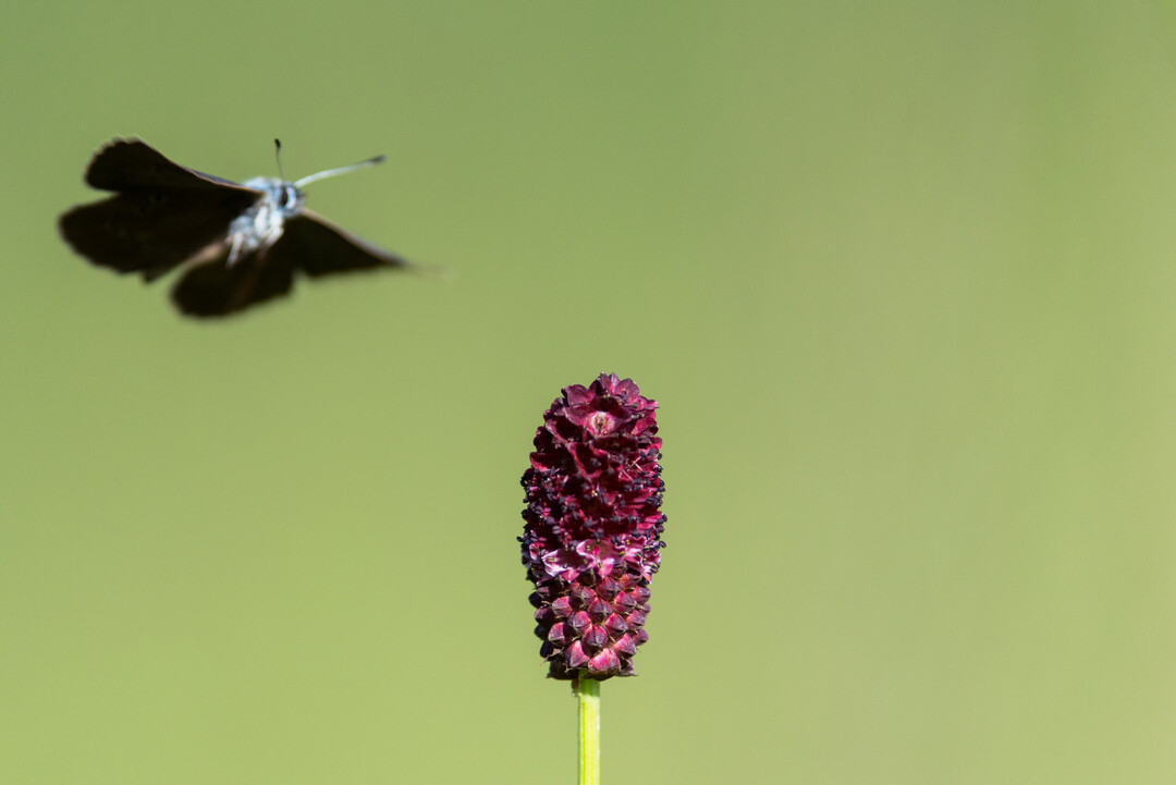 Wiesenknopf und Falter