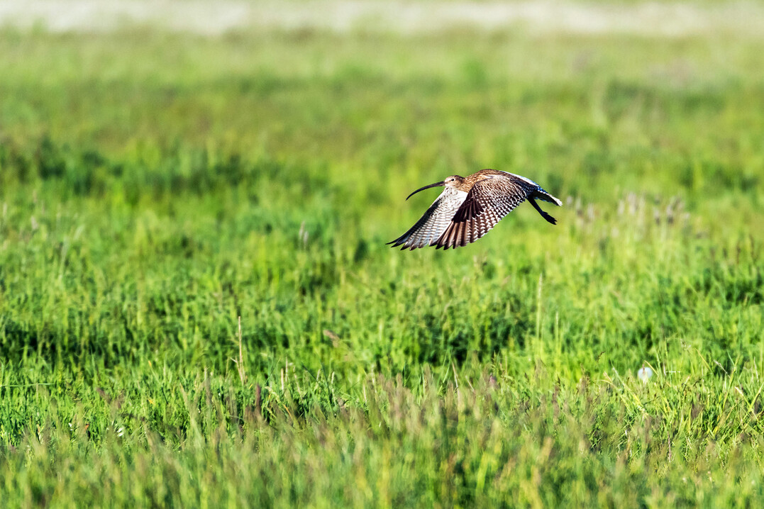 Wiesenbrter im Flug