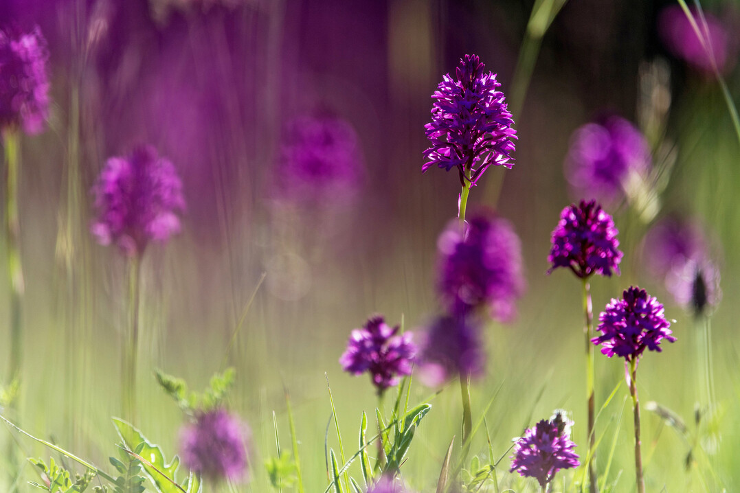 Spezialisiert auf nasse Standorte: Orchideen auf einer Feuchtwiese.