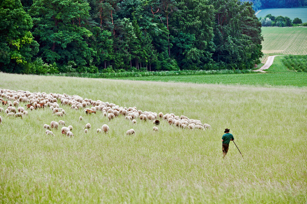 Schfer mit seiner Herde in Weltenburg