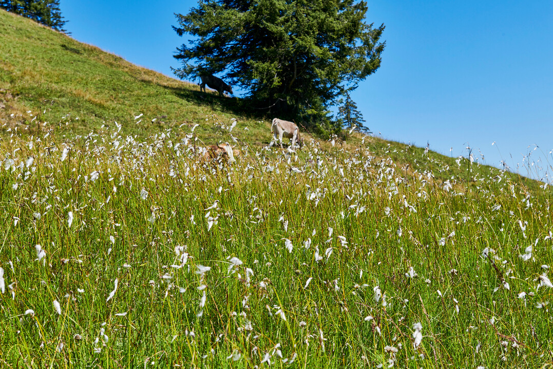 Die Hllritzer Alpe hat mit ihren beweideten Bergwiesen ein besonderes Artenspektrum.