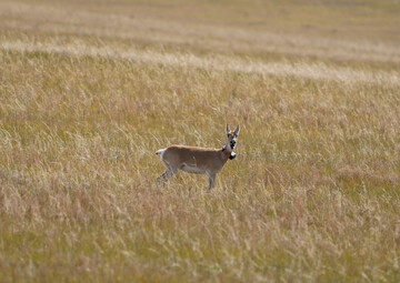 Eine weibliche mongolische Gazelle (
<i>Procapra gutturosa</i>
) mit Sender.