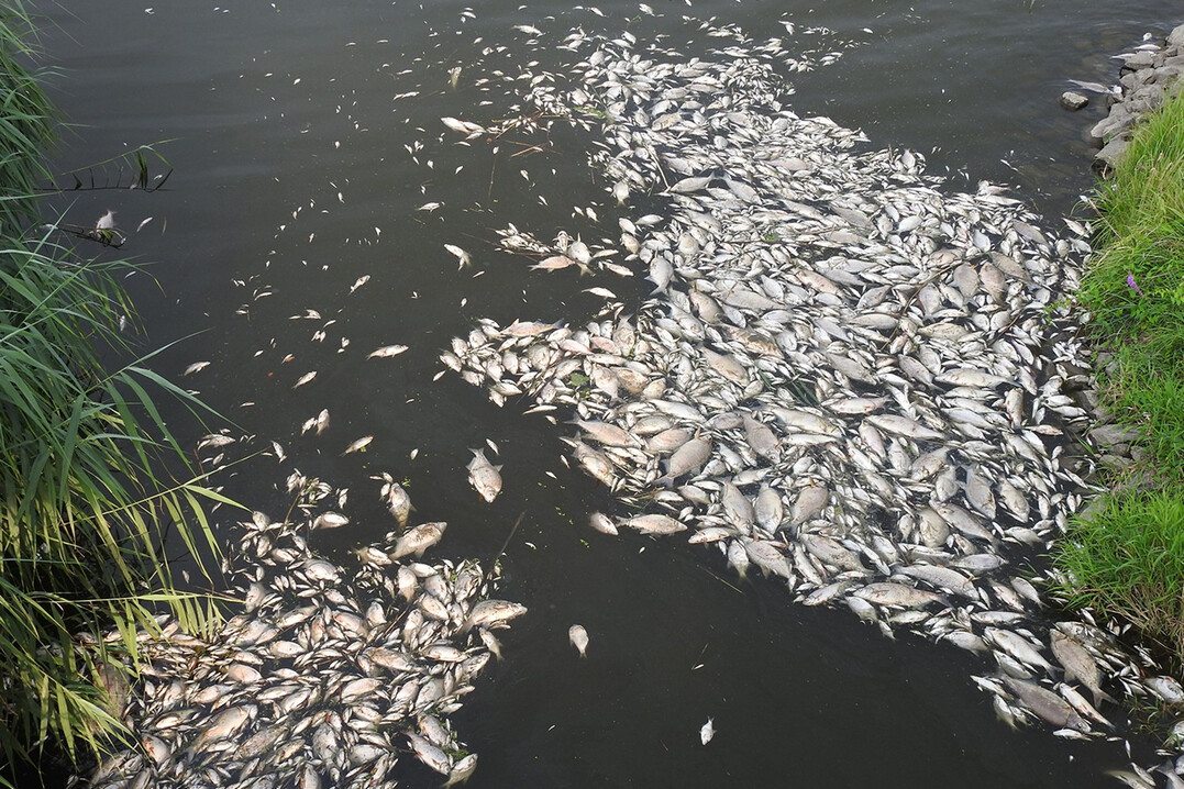 Fischsterben in der Oder im Sommer 2022