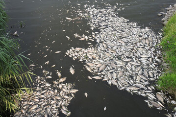 Fischsterben in der Oder im Sommer 2022