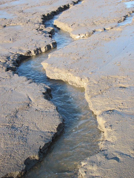 Abb. 7b: ..., im schluffigen Sediment (rechts) schmal und tief. Das Foto zeigt den in Abb. 7a mit Pfeil markierten Gerinneabschnitt.
