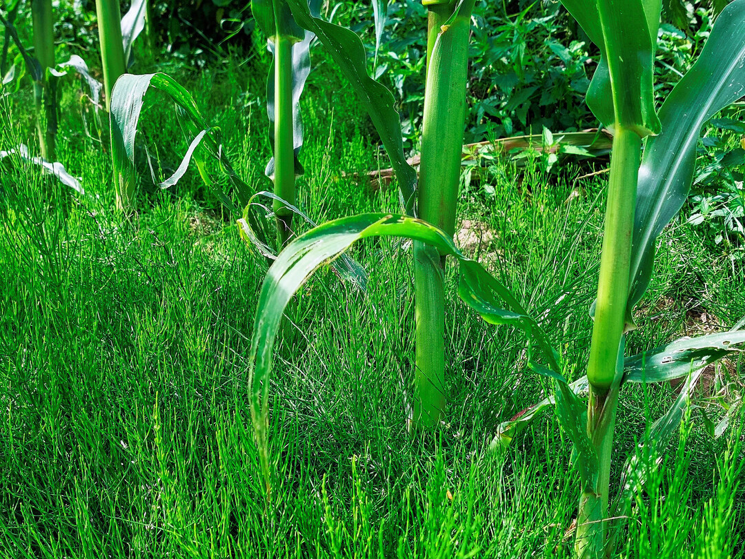 Ein dichter, bodendeckender Ackerschachtelhalm-Bestand im Maisacker.