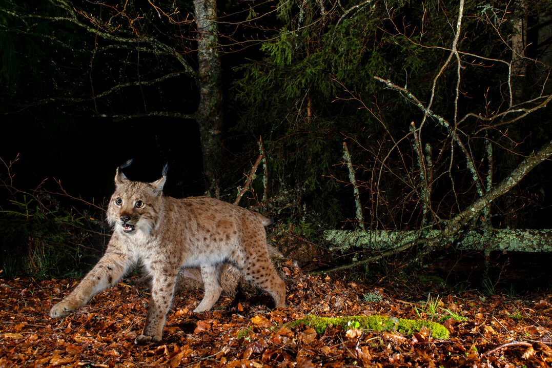 Wilder Luchs im Nationalpark Bayerischer Wald