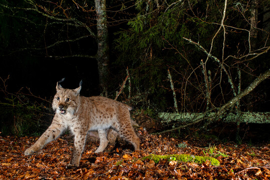 Wilder Luchs im Nationalpark Bayerischer Wald