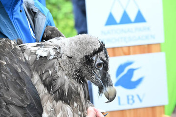 Zwei weitere Bartgeier von LBV und Nationalpark wurden in die Wildnis entlassen.