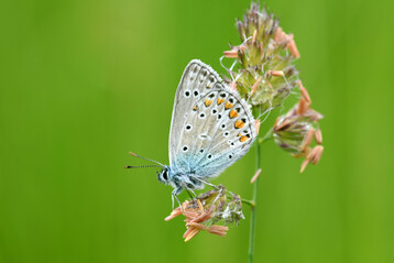 Der Hauhechel-Bluling (
<i>Polyommatus icarus</i>
) war in den untersuchten Heuwiesen weit verbreitet.