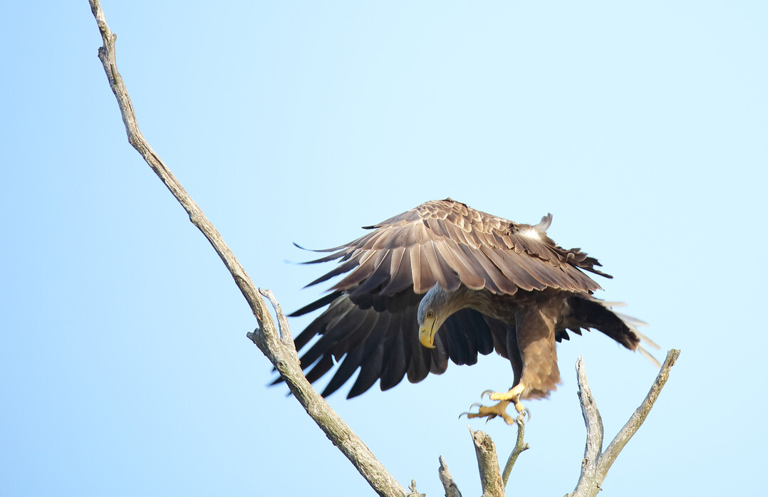 Eine der Arten, zu denen nun ebenfalls erstmalig ein qualitativ hochwertiges Referenzgenom vorliegt, ist der Seeadler (
<i>Haliaeetus albicilla</i>
).
