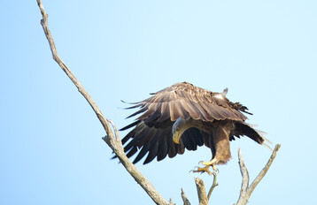 Eine der Arten, zu denen nun ebenfalls erstmalig ein qualitativ hochwertiges Referenzgenom vorliegt, ist der Seeadler (
<i>Haliaeetus albicilla</i>
).