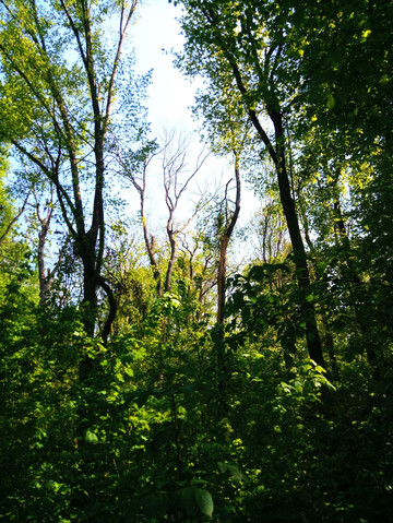 Blick in den Wald mit dichtem Unterstand und teilweise krankem Oberstand