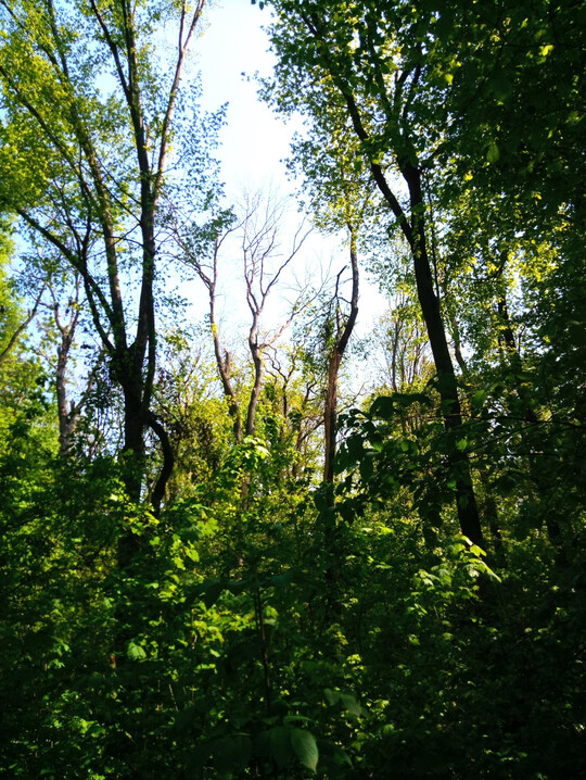 Blick in den Wald mit dichtem Unterstand und teilweise krankem Oberstand