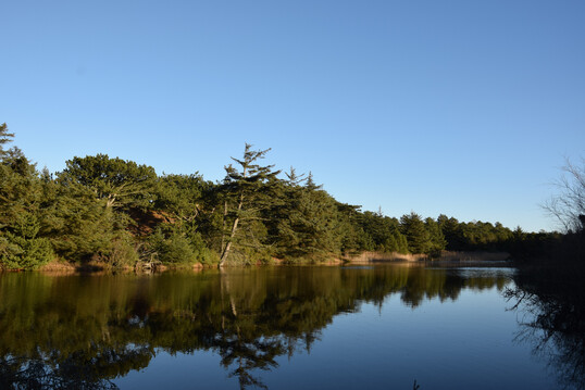 Wasser mit ausgeprgter Ufervegetation