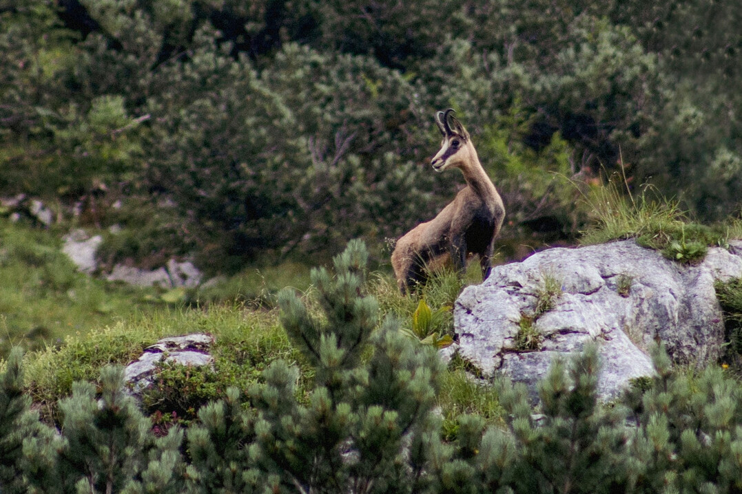 Gams im Projektgebiet Karwendel unterhalb der Soierngruppe