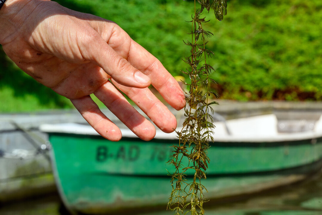 Wasserpflanzen zu entfernen, bringt nicht immer einen Nutzen.