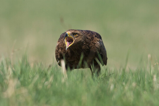 Schreiadler