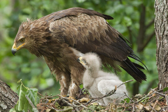 Schreiadler mit Jungvogel