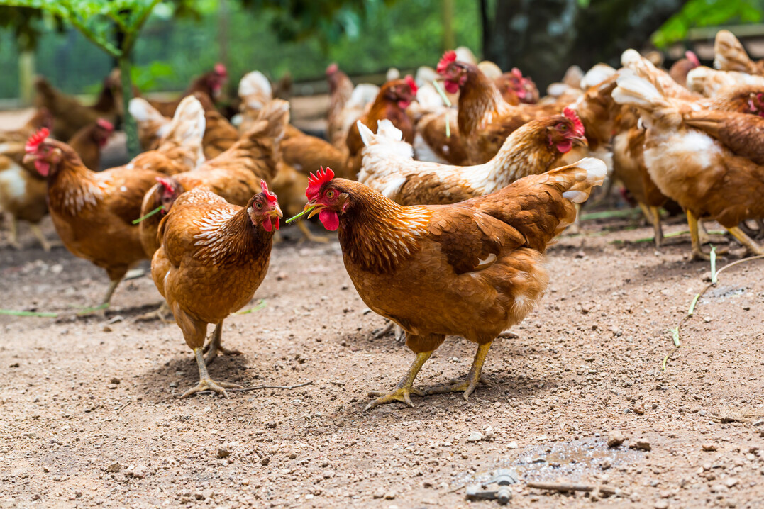 Campylobacter hepaticus, Verursacher der „Spotty Liver Disease“, tritt wieder vermehrt bei Freilandhühnern auf.