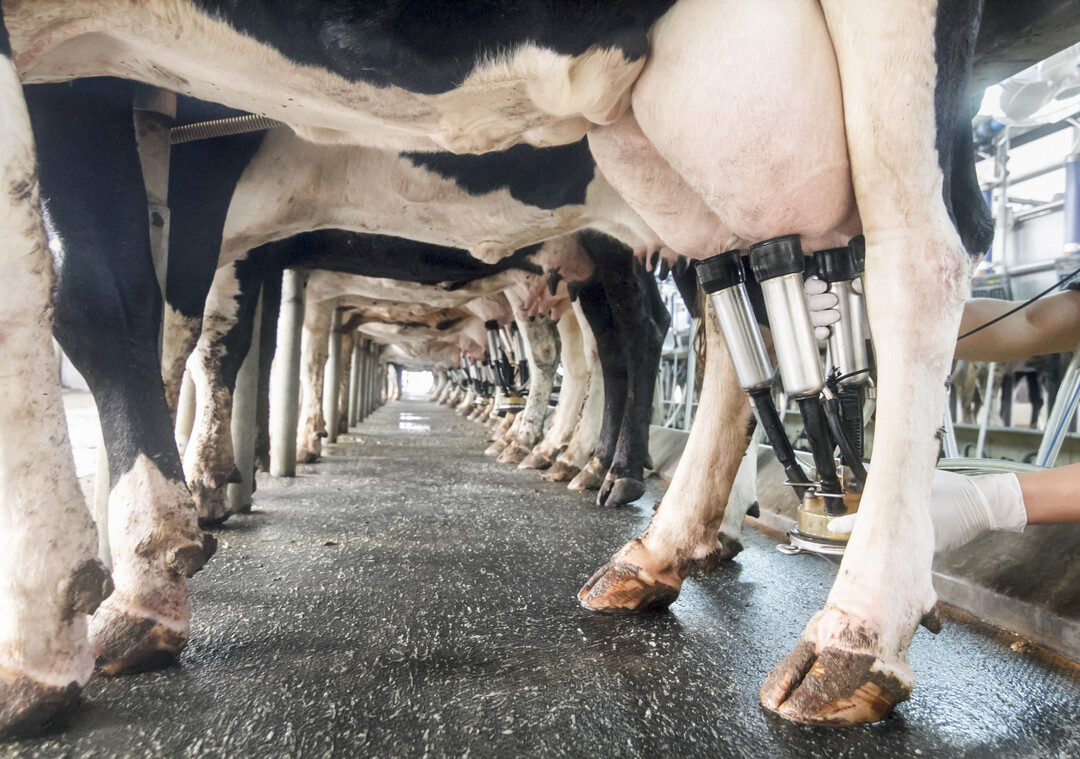 HPAI-Viren vermehren sich im Euter der Rinder und werden über die Milch und Melkprozesse übertragen.