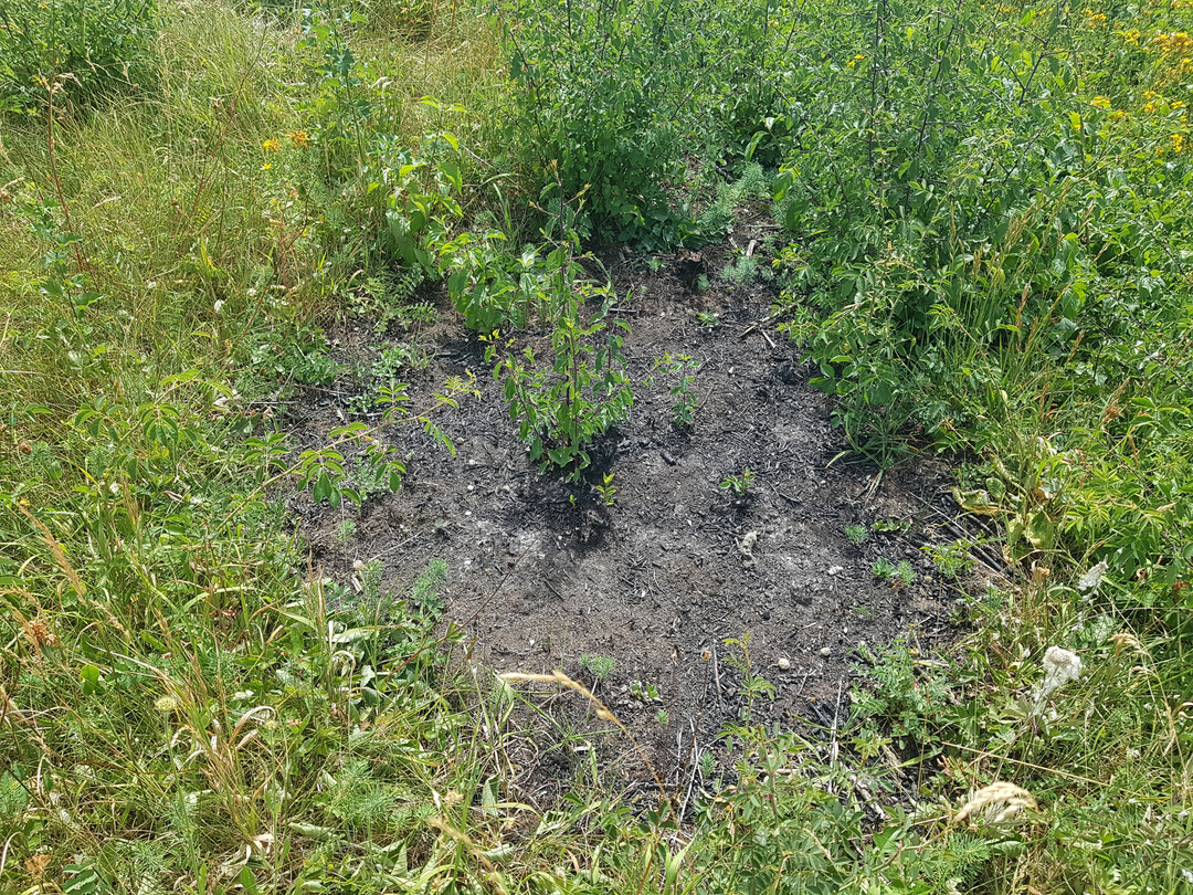Brandstelle im Naturschutzgebiet Bhlchen