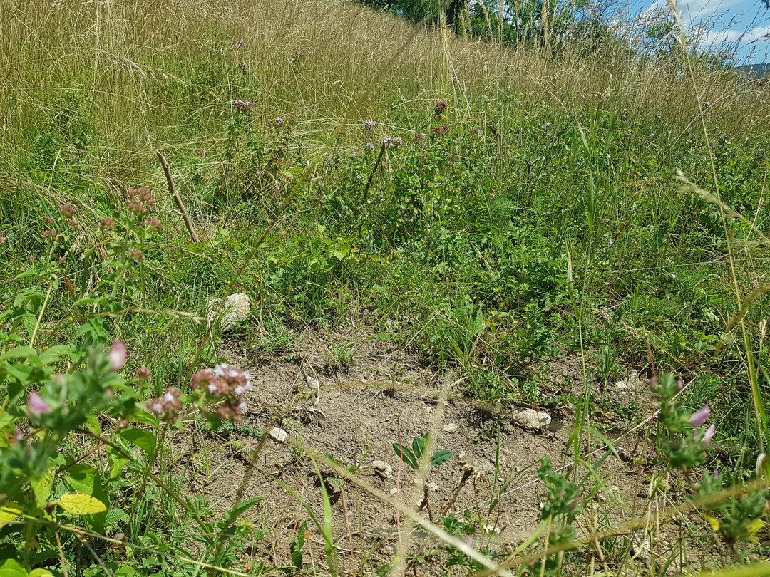 Brandstelle im Naturschutzgebiet Liebenberg
