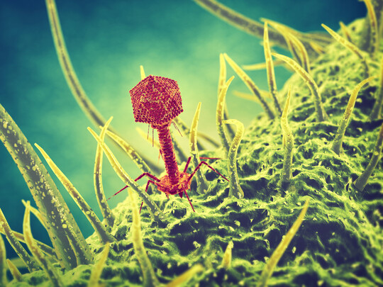 Bakteriophage bekämpfen krankheitserregende Bakterien und könnten dazu beitragen, den Antibiotikaeinsatz in der Geflügelhaltung zu reduzieren.