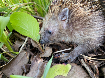 Igel im Garten