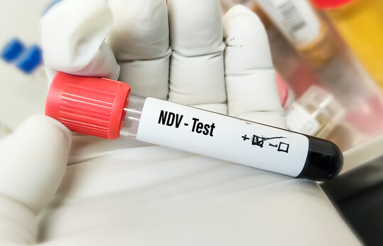 Die Newcastle-Krankheit ist eine hochansteckende Viruserkrankung, die vor allem V�gel betrifft.