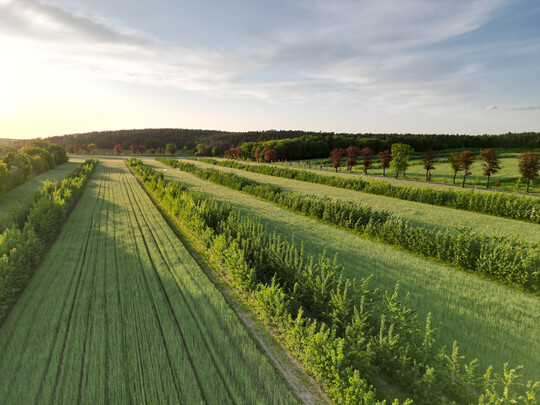 Alley Cropping mit Raps und Pappeln. Diese Bäume stehen im Landkreis Prignitz in Brandenburg, auf dem Bild befanden sie sich am Beginn der 3. Wachstumsperiode.