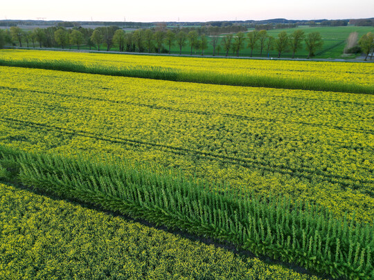 Agroforstflche mit Pappeln und Getreide in Norddeutschland
