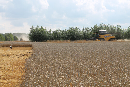 Bewirtschaftung einer Agroforstflche mit Grogerten in der Lausitz