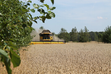 Bewirtschaftung einer Agroforstflche mit Grogerten in der Lausitz