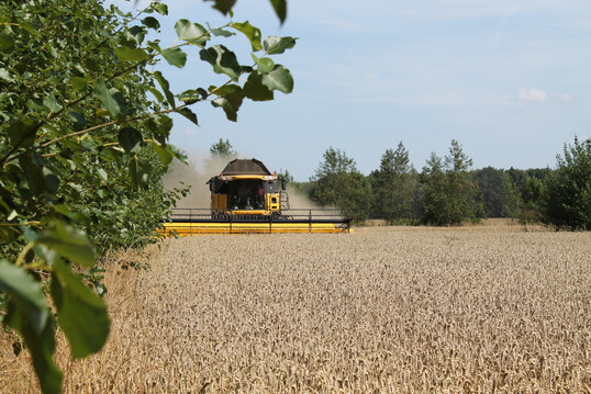 Bewirtschaftung einer Agroforstflche mit Grogerten in der Lausitz