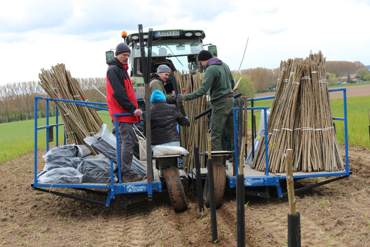 Im Vorhaben PappelWERT wurden im April 2024 Agroforstsysteme gepflanzt